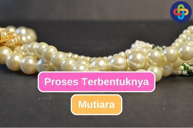 Ternyata Seperti Ini Cara Kerang Menghasilkan Mutiara